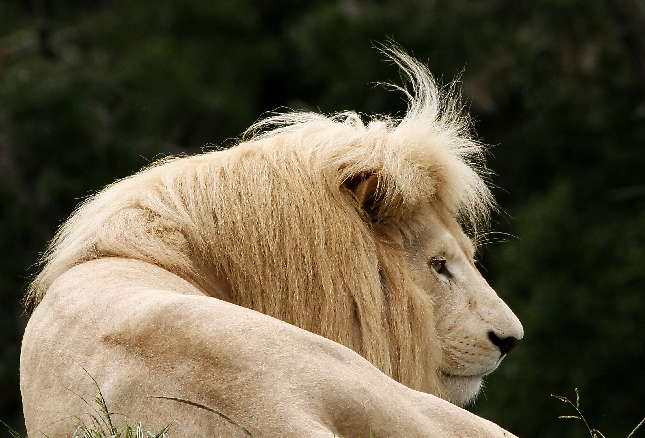 https://plettenbergbay.com/userfiles/images/Check-that-fringe-of-the-White-lion-at-Jukani.JPG